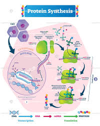 Protein Synthesis Biological Vector Illustration Scientific Diagram Protein Biology Protein Synthesis Biology Lessons
