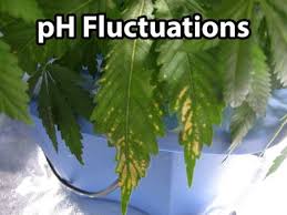 But here's a handy guide for all homegrowers. Brown Spots On The Edges Of My Leaves Rollitup