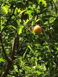 Image result for Ximenia