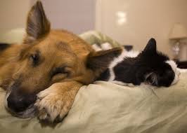 Rumble — when jack the cat was to have a nap, nothing is going to disturb his beauty sleep. 9 Dog Breeds That Get Along Famously With Cats