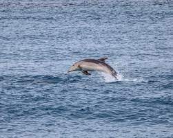 Bottlenose Dolphin In 2021 Bottlenose Dolphin Dolphins Forest Habitat
