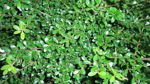 Bildergebnis für ilex crenata hecke