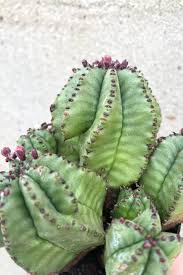 Image result for Euphorbia pfeilii