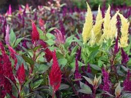 Fuchsschwanz Celosia Sommerblume Saisonpflanze Outdoor Eigenproduktion Erlebnisgartnerei Hodnerhof Ebbs Mils Dez Sommerblumen Pflanzen Gartnerei