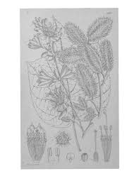 Image result for Danthoniopsis pruinosa