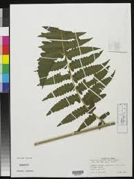 Image result for Blotiella currorii