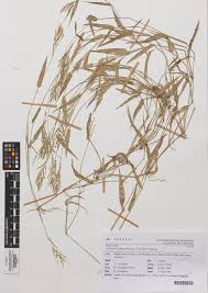Image result for Urochloa reptans