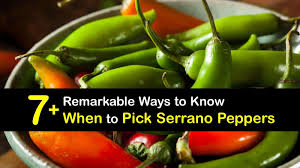 ¼ cup crumbled goat cheese. 7 Remarkable Ways To Know When To Pick Serrano Peppers