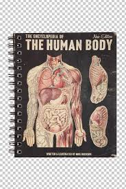 If you were a professional designer, you could use a tool like adobe illustrator to draw detailed illustrations of various anatomical systems. Notebook Stationery Human Anatomy Human Body Png Clipart Anatomy Drawing Flesh Homo Sapiens Human Free Png