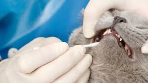 Brushing your cat's teeth regularly will help prevent problems including plaque and tartar buildup, gum disease, and bad breath. How To Look After Your Cat S Teeth Purina
