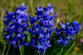 Maybe you would like to learn more about one of these? 10 Winter Flowering Bulbs Urban Garden Gal