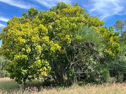 Image result for Hildegardia