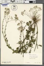 Image result for Vernonia cinerea