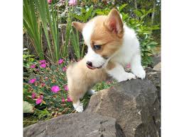 Corgi puppies gooddog, los angeles. Dogs Puppies For Sale In Phoenix Arizona Corgi Puppies For Sale Dogs For Sale Dogs And Puppies