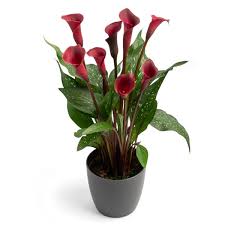 Image result for Zantedeschia
