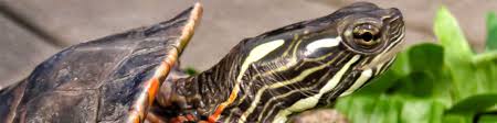 ﻿ ﻿ in the wild, painted turtles can live to be over 50 years old and are found in ponds and around small lakes, often congregating on logs to sun themselves and dry off. Painted Turtle Squam Lakes Natural Science Center