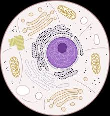 We did not find results for: Plant Cell Clipart Free Download Transparent Png Creazilla