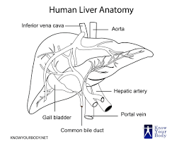 Liver diagram illustrations & vectors. Liver Location Functions Anatomy Pictures And Faqs