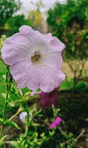 Image result for Petunia axillaris