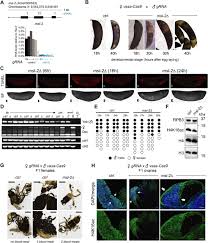 Chromo xy free download with direct links, google drive, mega, torrent. Distinct Mechanisms Mediate X Chromosome Dosage Compensation In Anopheles And Drosophila Life Science Alliance