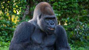 Image result for gorilla teeth