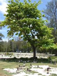 Image result for Terminalia catappa