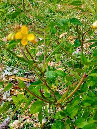 Image result for Senna occidentalis