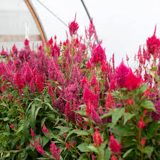 Image result for Celosia