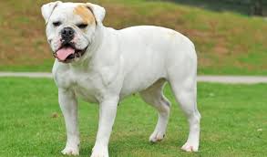 These dogs are known for their strong will and should belong to a person that is willing to work hard with them to establish a. American Bulldog Breed Information