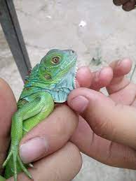Baby Green Iguana On Hand Iguana Pet Animal Room Iguana