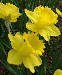 King Alfred Selections From The John Scheepers Beauty From Bulbs Dutch Flower Bulbs Catalog Fall Bulb Planting Bulb Flowers Planting Bulbs