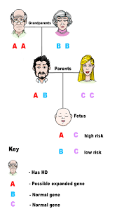 Diagnostic genetic testing for huntington's disease. Huntington S Disease Youth Organization Young Adults Having Children