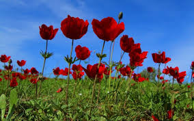 Gain international work experience during your summer, just from the comfort of your home! As Anemones Bloom South Hopes Visitors Will Pop Up After Lockdown The Times Of Israel