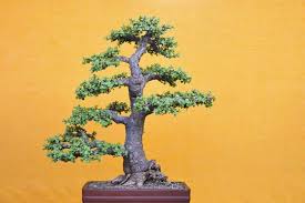 The word literally means ten thousand years, and it has long been used in japan to indicate joy or a wish for long life. What Do Bonsai Trees Mean And Symbolize Learn Before Choosing Florgeous