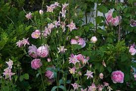 Companions Plants For Roses Let S Do Pink Companion Planting Rose Companion Plants Plants