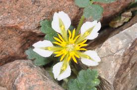 Image result for Diplolophium africanum