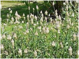 Image result for Psilotrichum sericeum