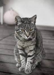 Black And White Tabby Cat Breeds Https Www Motosha Com Wp Content Uploads 2018 02 Grey Cat 741x1024 Jpg Grey Tabby Cats Grey Cat Breeds Grey Cats