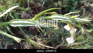 Image result for Mimulus gracilis