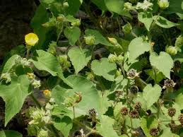 Image result for Abutilon hirtum