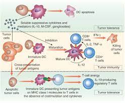 24.11.2020 · generally, the vast majority of post kidney transplantation prostate cancers are localised; Death From Cancer A Sobering Truth For Patients With Kidney Transplants Sciencedirect