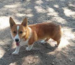 Corgis for sale in texas. View Ad Pembroke Welsh Corgi Puppy For Sale Near Texas Lometa Usa Adn 68269