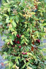 Image result for Eugenia malangensis