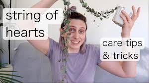 Make sure to only water your plant after the soil is completely dried out. How To Save Overwatered String Of Hearts Step By Step Today S Gardener