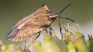 Ich möchte den geruch endlich los werden es riecht so derbe und ekelhaft. Invasion Der Stinkwanzen Warum Belagern Sie Unsere Wohnungen Br24