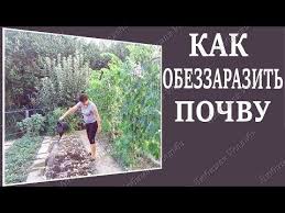 опрыскивание деревьев весной по фазам от болезней и вредителей Kak Obezzarazit Pochvu Ot Bakterialnyh Boleznej Posle Sbora Urozhaya Youtube Sovremennoe Sadovodstvo Sadovodstvo Sad