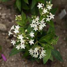 Image result for Pentas herbacea