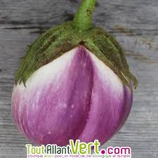 Tu seras un super docteur ou dentiste si tu réussi ce jeu. Graines Bio Aubergine Violette De Florence Violetta Di Firenze Ab Achat Vente Ecologique Acheter Sur Toutallantvert Com