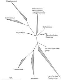 Jump to navigation jump to search. The Genera Lactobacillus And Carnobacterium Springerlink