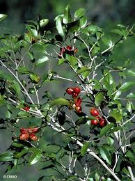 Image result for Xylopia odoratissima